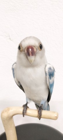 AGAPORNIS 