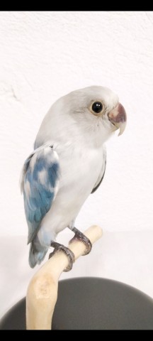 AGAPORNIS 