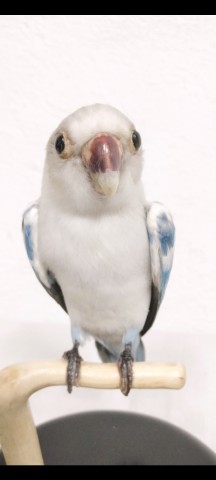 AGAPORNIS