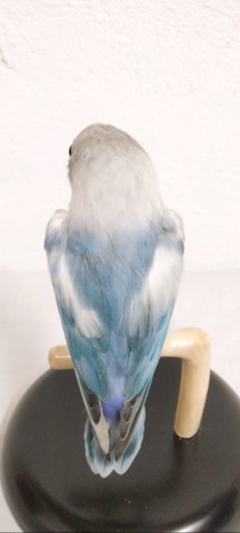 AGAPORNIS 