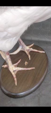 Gallo 