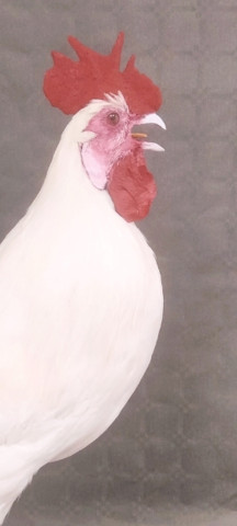 Gallo