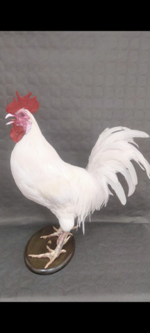 Gallo 