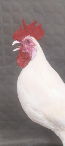 Gallo 