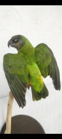 LORITO SENEGALES 