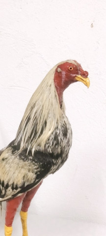 Gallo