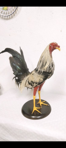 Gallo 