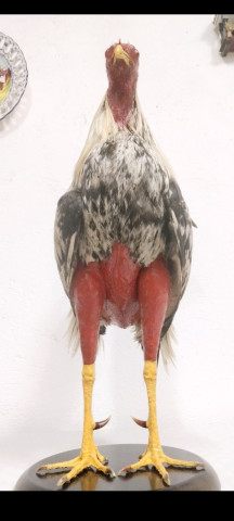 Gallo