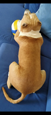 PITBULL 