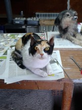 Gatita siguel, la foto esta hecha con el movil en el taller.