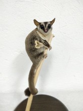PETAURUS del azucar