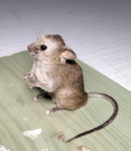 RATON COMUN 