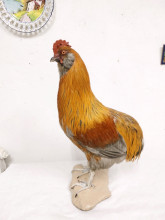Gallo 