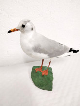 Gaviota REIDORA 