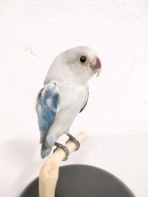 AGAPORNIS 