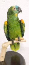 LORO AMAZONAS 