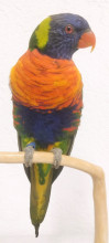 LORIS MULTICOLOR 