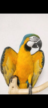 Guacamayo Amariyo