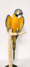 Guacamayo Amariyo