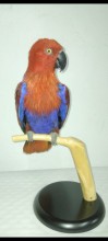 LORO ECLECTUS MACHO