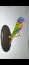 LORIS ARCOIRIS 