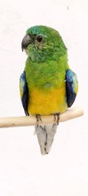 PERICO DORSIROJO clike sobre la foto  para verla ampliada