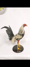 Gallo