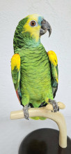 LORO AMAZONAS 