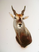 Eland