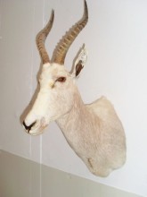 Blesbock blanco