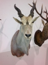 Eland2