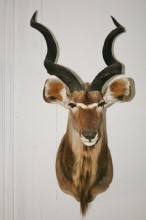 Kudu 2