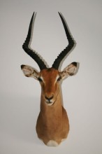 Impala