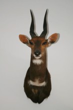 Bushbuck