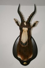 Blesbock