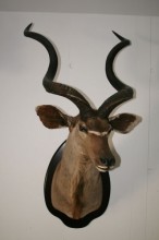 Kudu