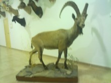 Ibex entero