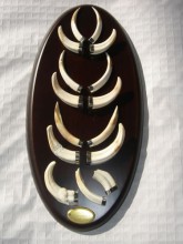 Colmillos de facochero2