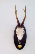 Corzo