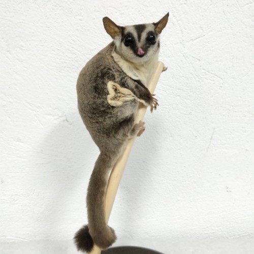 PETAURUS del azucar
