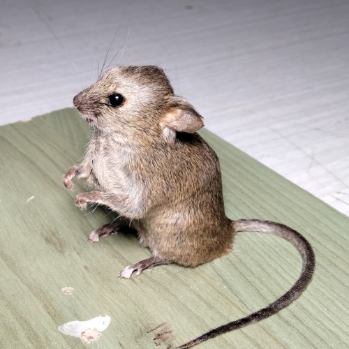 RATON COMUN 