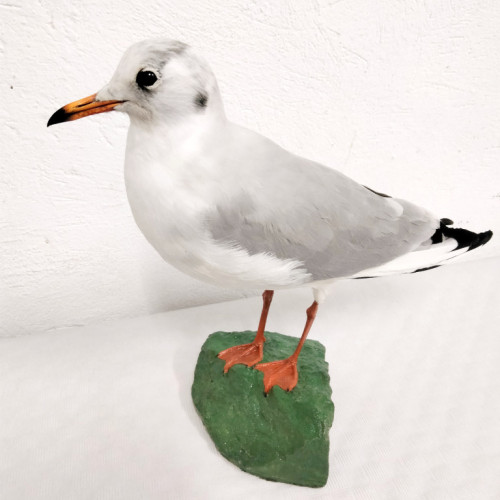 Gaviota REIDORA 