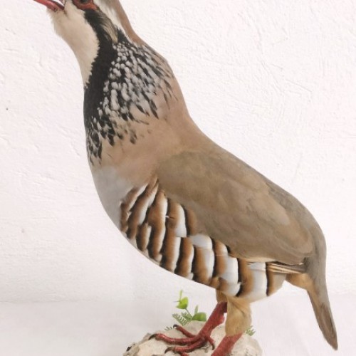 PERDIZ ROJA