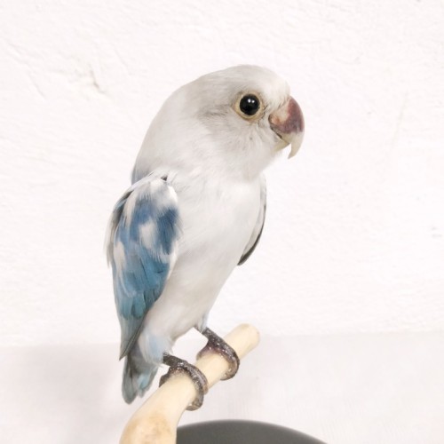 AGAPORNIS 