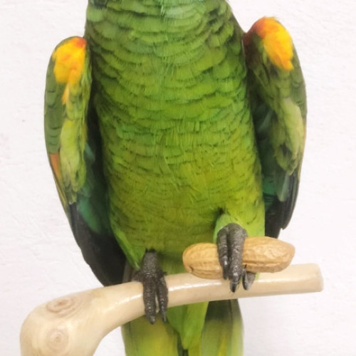 LORO AMAZONAS 
