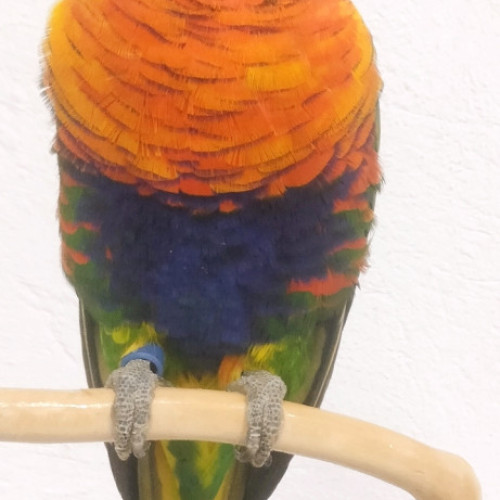 LORIS MULTICOLOR 