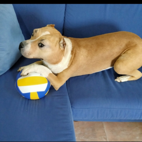 PITBULL