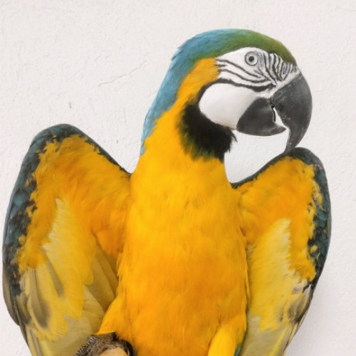 Guacamayo Amariyo