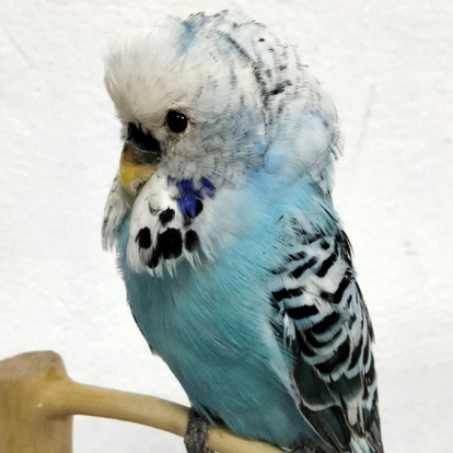 PERIQUITO