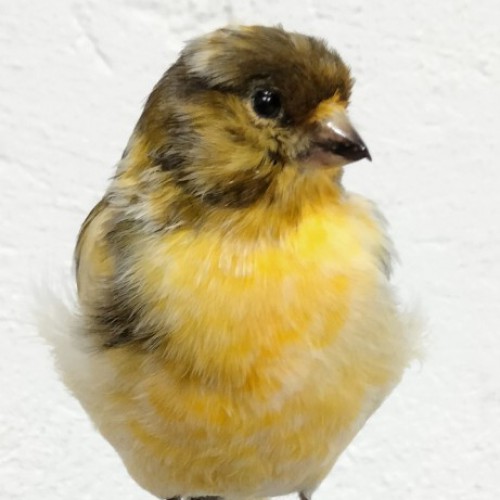 CAnario